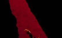 Opéra sur écran géant, CARMEN Novembre 2014